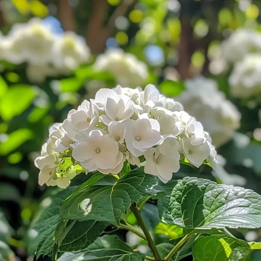 Planten|Tuinplanten-Plant in a Box Hortensia - Set van 3 - Hydrangea 'Benxi' - Hoogte 25-40cm - ⌀9cm