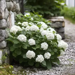 Planten|Tuinplanten-Plant in a Box Hortensia - Set van 3 - Hydrangea 'Benxi' - Hoogte 25-40cm - ⌀9cm