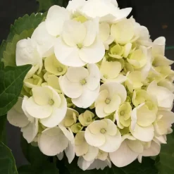 Planten|Tuinplanten-Plant in a Box Hortensia - Set van 3 - Hydrangea 'Benxi' - Hoogte 25-40cm - ⌀9cm