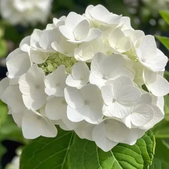 Planten|Tuinplanten-Plant in a Box Hortensia - Set van 3 - Hydrangea 'Benxi' - Hoogte 25-40cm - ⌀9cm