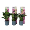 Plant in a Box Hortensia - Set van 6 - Hydrangea 'Red Bull' - Hoogte 25-40cm - ⌀9cm