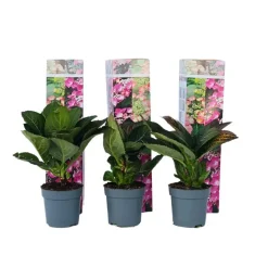 Plant in a Box Hortensia - Set van 6 - Hydrangea 'Red Bull' - Hoogte 25-40cm - ⌀9cm