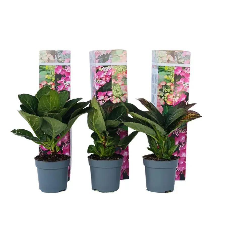 Plant in a Box Hortensia - Set van 6 - Hydrangea 'Red Bull' - Hoogte 25-40cm - ⌀9cm