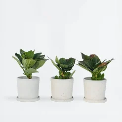 Plant in a Box Hortensia - Set van 6 - Hydrangea 'Red Bull' - Hoogte 25-40cm - ⌀9cm