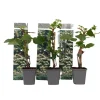 Planten|Tuinplanten-Plant in a Box Hortensia - Set van 3 - Hydrangea anomale petiolaris - Hoogte 25-40cm - ⌀9cm
