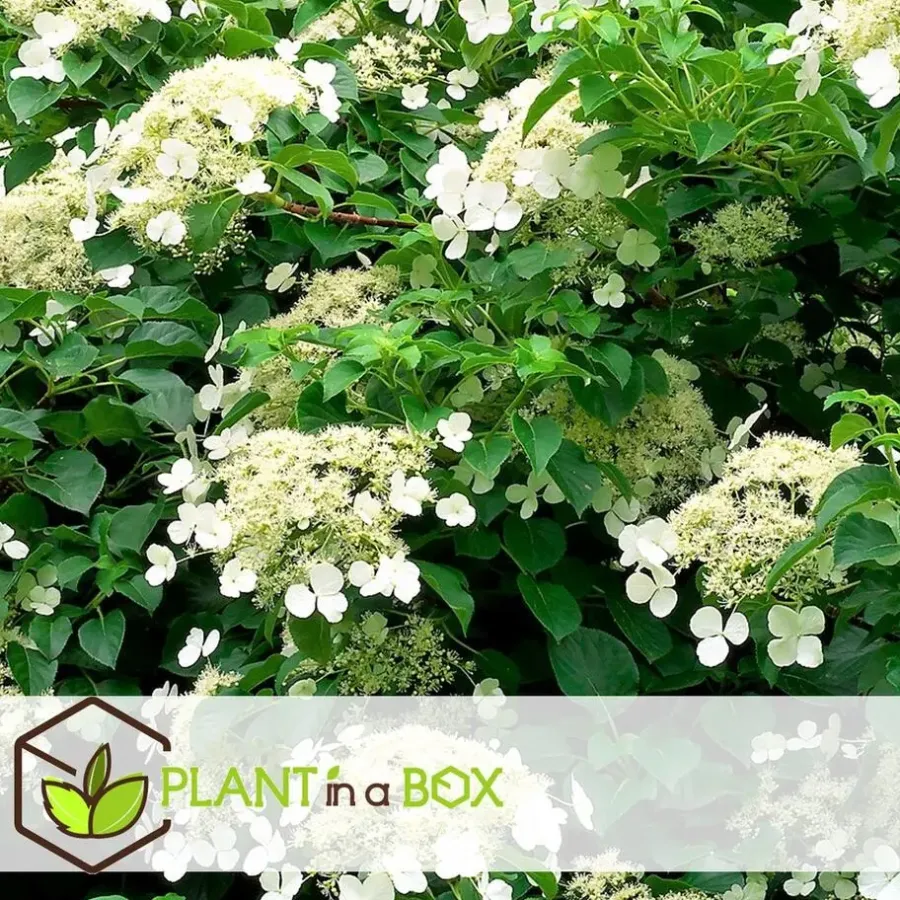 Planten|Tuinplanten-Plant in a Box Hortensia - Set van 3 - Hydrangea anomale petiolaris - Hoogte 25-40cm - ⌀9cm