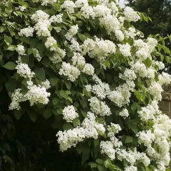 Planten|Tuinplanten-Plant in a Box Hortensia - Set van 3 - Hydrangea anomale petiolaris - Hoogte 25-40cm - ⌀9cm