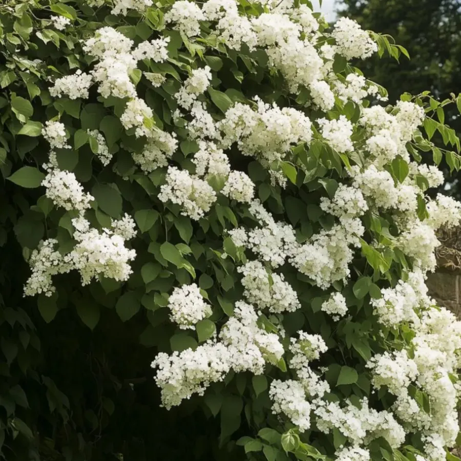 Planten|Tuinplanten-Plant in a Box Hortensia - Set van 3 - Hydrangea anomale petiolaris - Hoogte 25-40cm - ⌀9cm