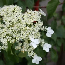 Planten|Tuinplanten-Plant in a Box Hortensia - Set van 3 - Hydrangea anomale petiolaris - Hoogte 25-40cm - ⌀9cm
