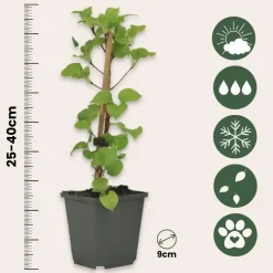 Planten|Tuinplanten-Plant in a Box Hortensia - Set van 3 - Hydrangea anomale petiolaris - Hoogte 25-40cm - ⌀9cm