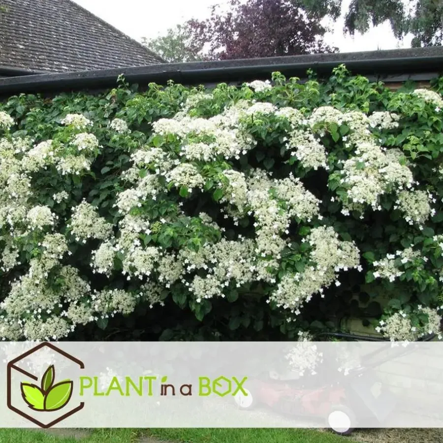 Planten|Tuinplanten-Plant in a Box Hortensia - Set van 3 - Hydrangea anomale petiolaris - Hoogte 25-40cm - ⌀9cm