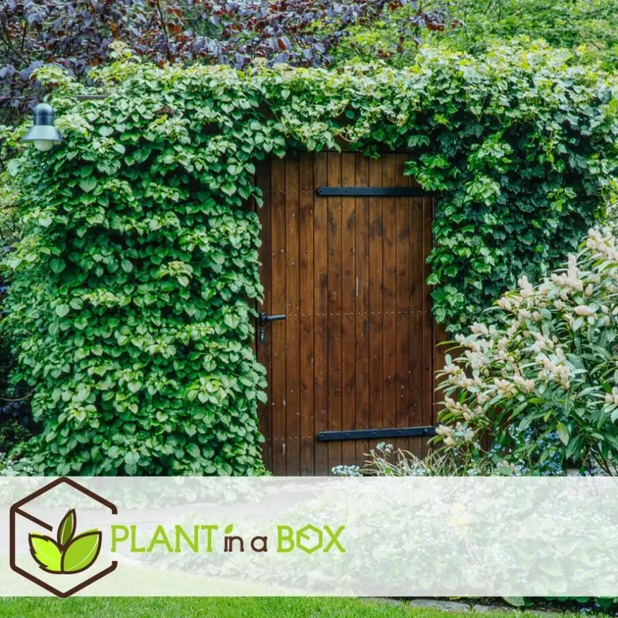 Planten|Tuinplanten-Plant in a Box Hortensia - Set van 3 - Hydrangea anomale petiolaris - Hoogte 25-40cm - ⌀9cm