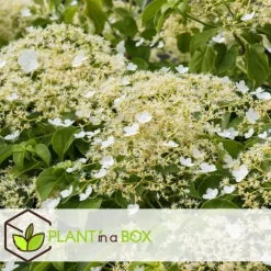 Planten|Tuinplanten-Plant in a Box Hortensia - Set van 3 - Hydrangea anomale petiolaris - Hoogte 25-40cm - ⌀9cm