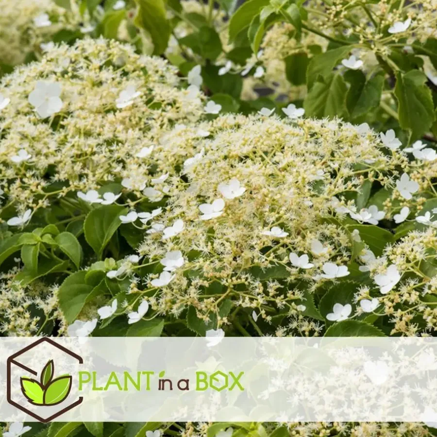 Planten|Tuinplanten-Plant in a Box Hortensia - Set van 3 - Hydrangea anomale petiolaris - Hoogte 25-40cm - ⌀9cm