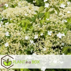 Planten|Tuinplanten-Plant in a Box Hortensia - Set van 3 - Hydrangea anomale petiolaris - Hoogte 25-40cm - ⌀9cm