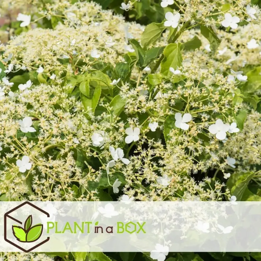Planten|Tuinplanten-Plant in a Box Hortensia - Set van 3 - Hydrangea anomale petiolaris - Hoogte 25-40cm - ⌀9cm