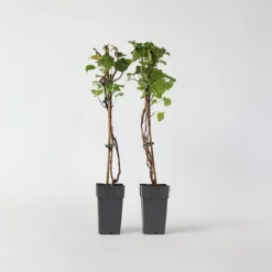 Plant in a Box Hortensia - Set van 2 - Hydrangea anomale Petiolaris - Hoogte 60-70cm - ⌀15cm