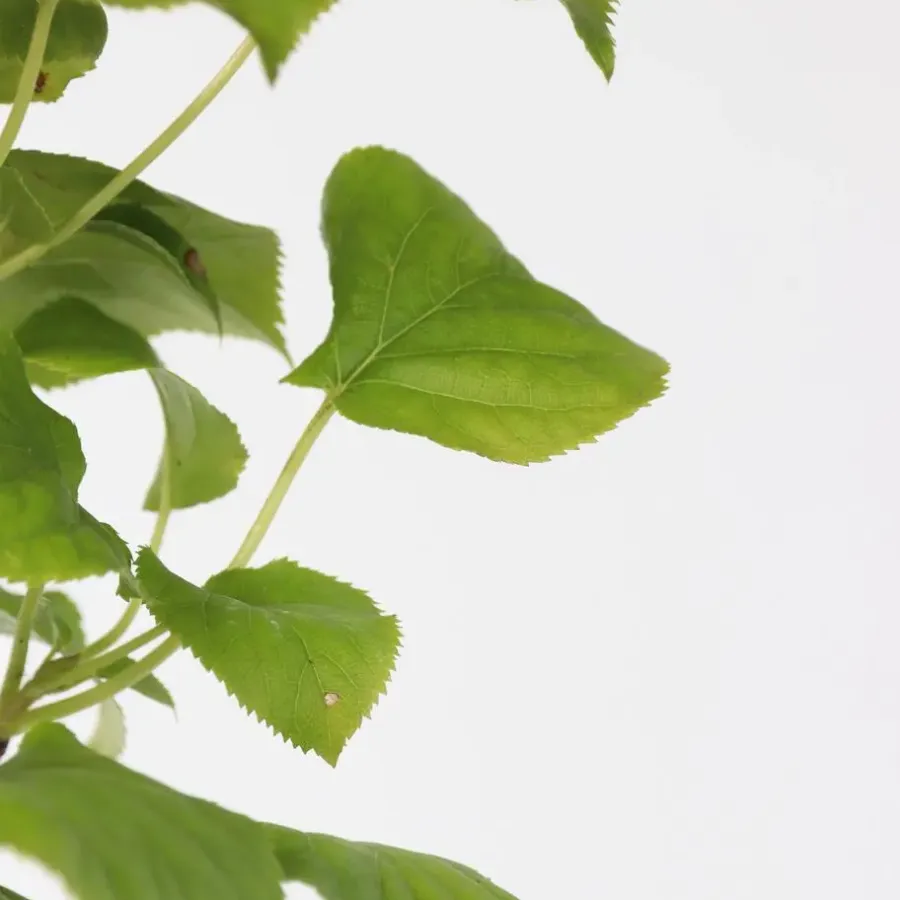 Plant in a Box Hortensia - Set van 2 - Hydrangea anomale Petiolaris - Hoogte 60-70cm - ⌀15cm