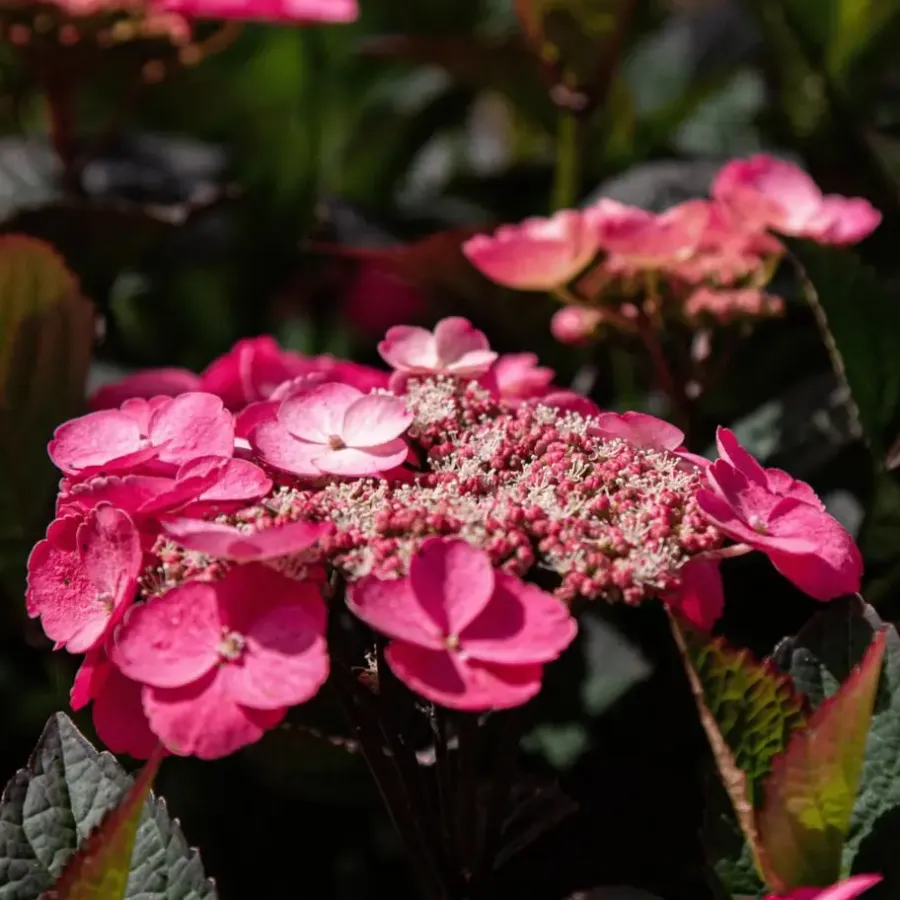 Tuinplanten-Plant in a Box Hortensia - Set van 2 - Hydrangea serrata 'Dare Devil' - Hoogte 19cm