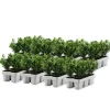Planten-Plant in a Box Hulsthaag - Set van 48 - Ilex crenata 'Jenny' - Hoogte 10-20cm - ⌀9cm