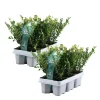 Planten-Plant in a Box Hulsthaag - Set van 12 - Ilex crenata 'Jenny' - Hoogte 10-20cm - ⌀9cm