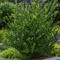 Planten-Plant in a Box Hulsthaag - Set van 12 - Ilex crenata 'Jenny' - Hoogte 10-20cm - ⌀9cm