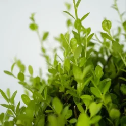 Planten-Plant in a Box Hulsthaag - Set van 12 - Ilex crenata 'Jenny' - Hoogte 10-20cm - ⌀9cm