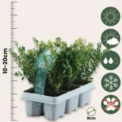 Planten-Plant in a Box Hulsthaag - Set van 12 - Ilex crenata 'Jenny' - Hoogte 10-20cm - ⌀9cm