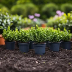 Planten-Plant in a Box Hulsthaag - Set van 12 - Ilex crenata 'Jenny' - Hoogte 10-20cm - ⌀9cm