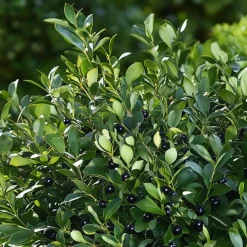 Planten-Plant in a Box Hulsthaag - Set van 12 - Ilex crenata 'Jenny' - Hoogte 10-20cm - ⌀9cm