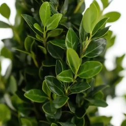 Planten-Plant in a Box Hulsthaag - Set van 12 - Ilex crenata 'Jenny' - Hoogte 10-20cm - ⌀9cm