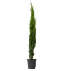 Bomen|Planten-Plant in a Box Italiaanse Cipres - Cupressus sempervirens - Hoogte 70-80cm - ⌀19cm