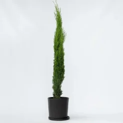 Bomen|Planten-Plant in a Box Italiaanse Cipres - Cupressus sempervirens - Hoogte 70-80cm - ⌀19cm