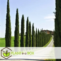 Bomen|Planten-Plant in a Box Italiaanse Cipres - Cupressus sempervirens - Hoogte 70-80cm - ⌀19cm