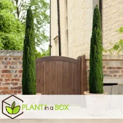 Bomen|Planten-Plant in a Box Italiaanse Cipres - Cupressus sempervirens - Hoogte 70-80cm - ⌀19cm