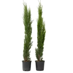 Planten|Bomen-Plant in a Box Italiaanse cipres - Set van 2 - Cupressus sempervirens - Hoogte 70-80cm - ⌀19cm