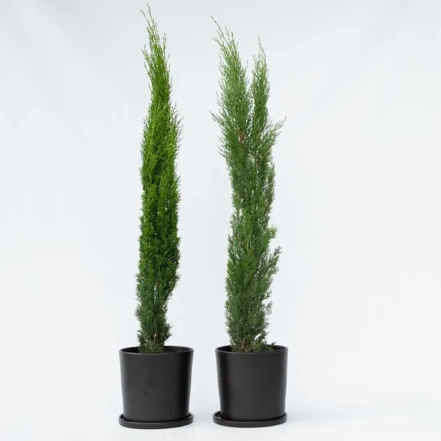 Planten|Bomen-Plant in a Box Italiaanse cipres - Set van 2 - Cupressus sempervirens - Hoogte 70-80cm - ⌀19cm