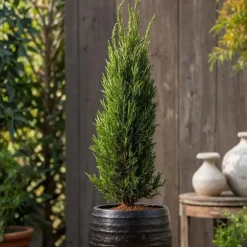 Planten|Bomen-Plant in a Box Italiaanse cipres - Set van 2 - Cupressus sempervirens - Hoogte 70-80cm - ⌀19cm