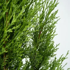 Planten|Bomen-Plant in a Box Italiaanse cipres - Set van 2 - Cupressus sempervirens - Hoogte 70-80cm - ⌀19cm