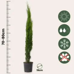 Planten|Bomen-Plant in a Box Italiaanse cipres - Set van 2 - Cupressus sempervirens - Hoogte 70-80cm - ⌀19cm