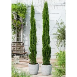 Planten|Bomen-Plant in a Box Italiaanse cipres - Set van 2 - Cupressus sempervirens - Hoogte 70-80cm - ⌀19cm