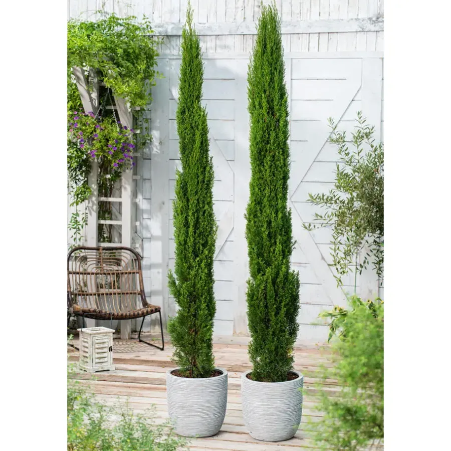 Planten|Bomen-Plant in a Box Italiaanse cipres - Set van 2 - Cupressus sempervirens - Hoogte 70-80cm - ⌀19cm