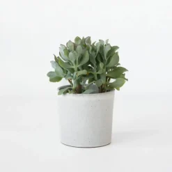 Kamerplanten-Plant in a Box Jadeplant - Crassula arborescens 'Curly' - Hoogte 15-25 cm - Pot 12 c