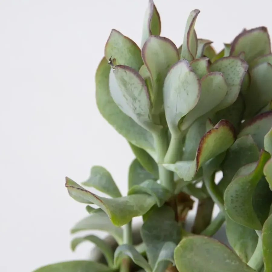 Kamerplanten-Plant in a Box Jadeplant - Crassula arborescens 'Curly' - Hoogte 15-25 cm - Pot 12 c