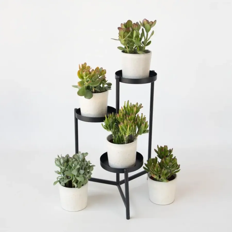 Kamerplanten-Plant in a Box Jadeplant - Crassula arborescens 'Curly' - Hoogte 15-25 cm - Pot 12 c