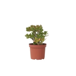 Plant in a Box Jadeplant - Crassula ovata 'Minor' - Hoogte 45-50cm - ⌀23cm
