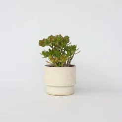 Plant in a Box Jadeplant - Crassula ovata 'Minor' - Hoogte 45-50cm - ⌀23cm