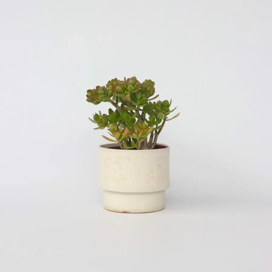 Plant in a Box Jadeplant - Crassula ovata 'Minor' - Hoogte 45-50cm - ⌀23cm