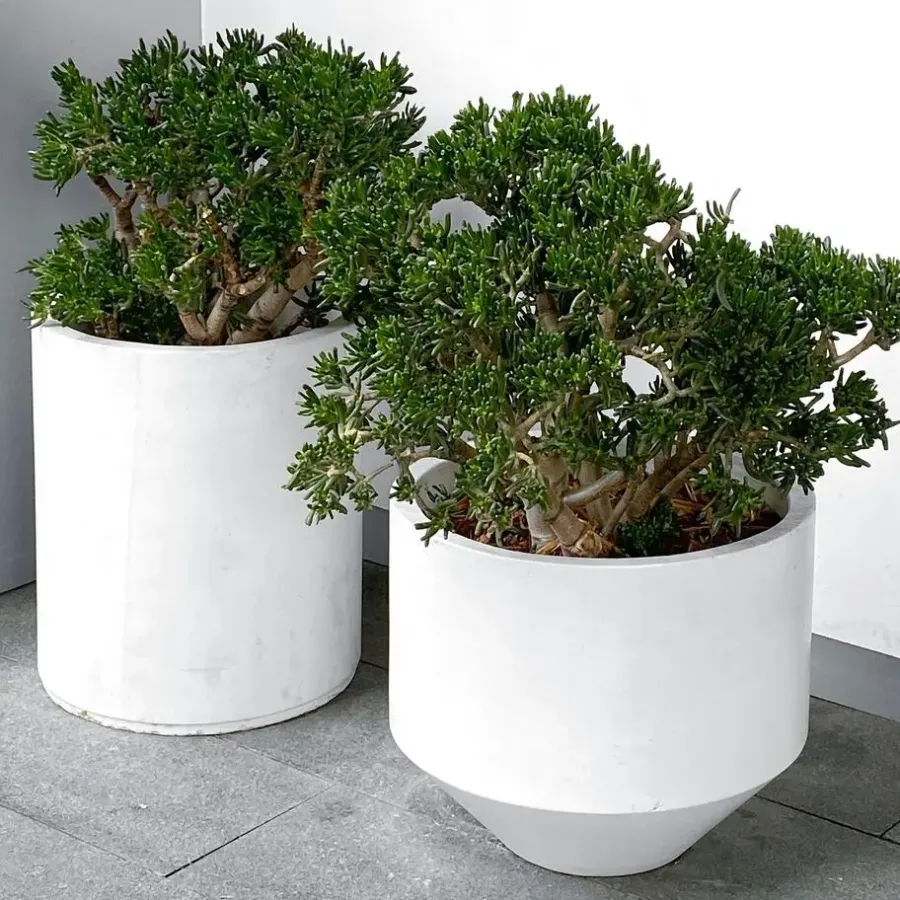 Plant in a Box Jadeplant - Crassula ovata 'Minor' - Hoogte 45-50cm - ⌀23cm