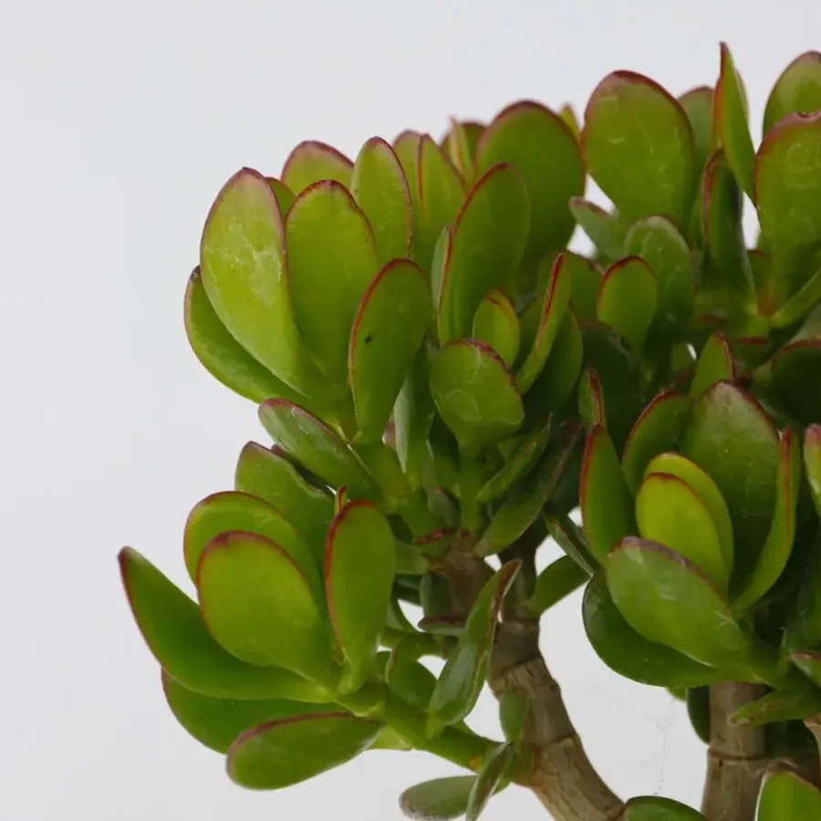 Plant in a Box Jadeplant - Crassula ovata 'Minor' - Hoogte 45-50cm - ⌀23cm